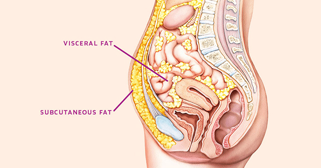 Active8me how to fix being skinny fat visceral vs subcutaneous fat